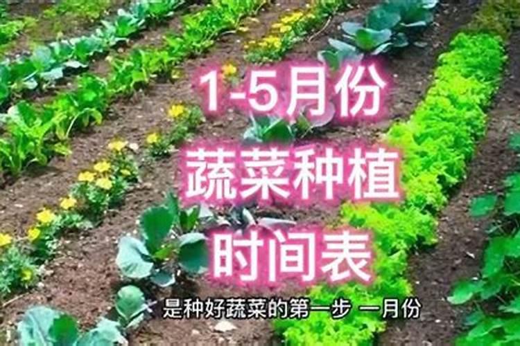 尿素可以浇菜吗