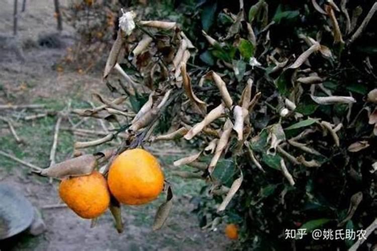 血橙种植的品种有哪些？怎么样？