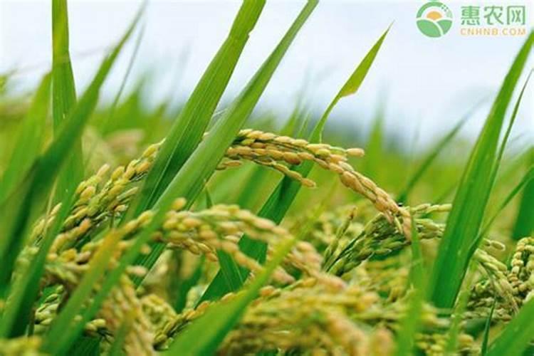 水稻孕穗期施肥用什么肥料