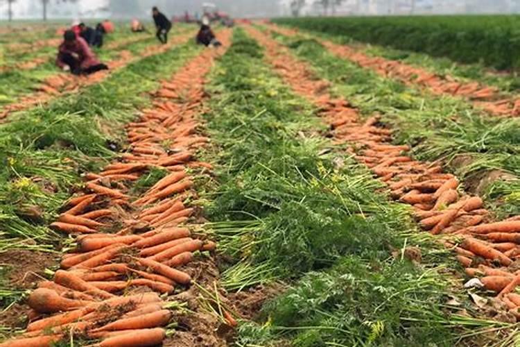 胡萝卜前期用什么肥料好 施肥注意事项