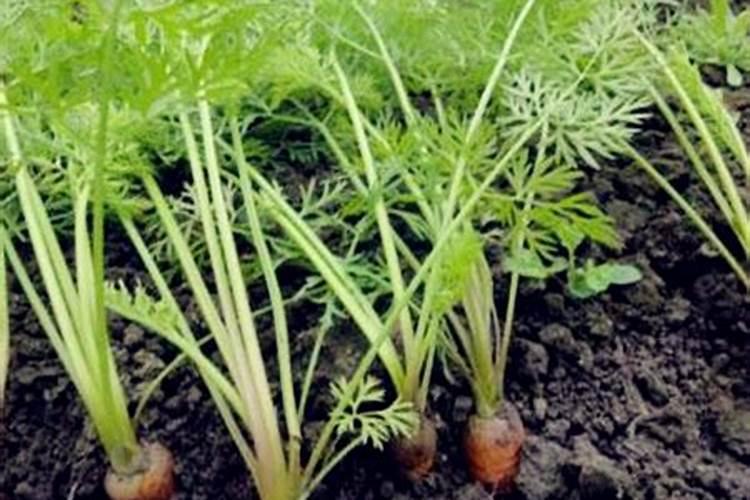胡萝卜前期用什么肥料好 施肥注意事项