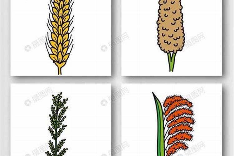 种植玉米时可以不用农药吗？化肥又该怎么选择？