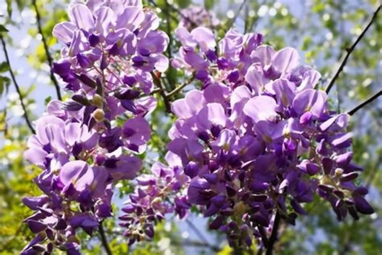 砂糖橘种植技术 手把手教你正确方法