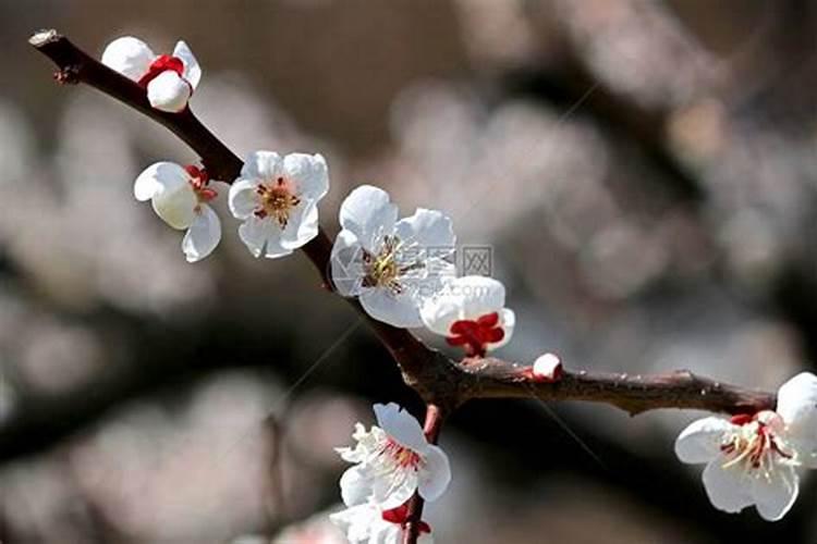李子树花果期管理技术