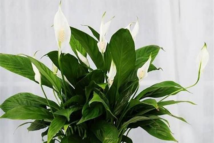 白掌用什么肥料最好