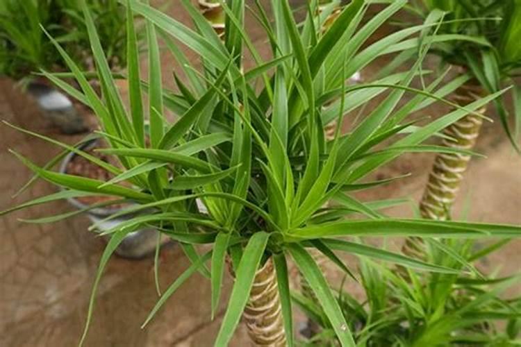 福州牵牛花可以生长吗