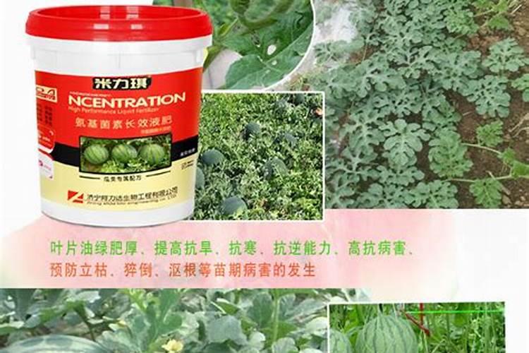 绿豆叶子上长蛀虫了怎么办？