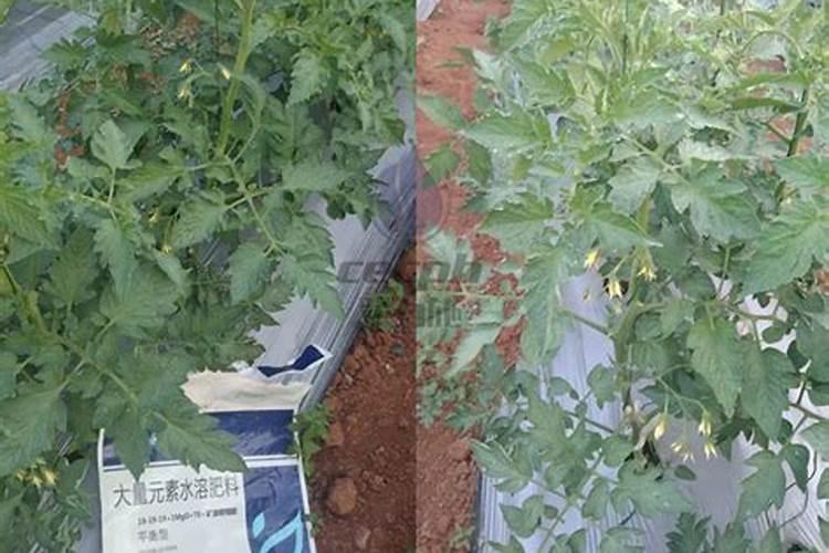 洗洁精能浇花吗？