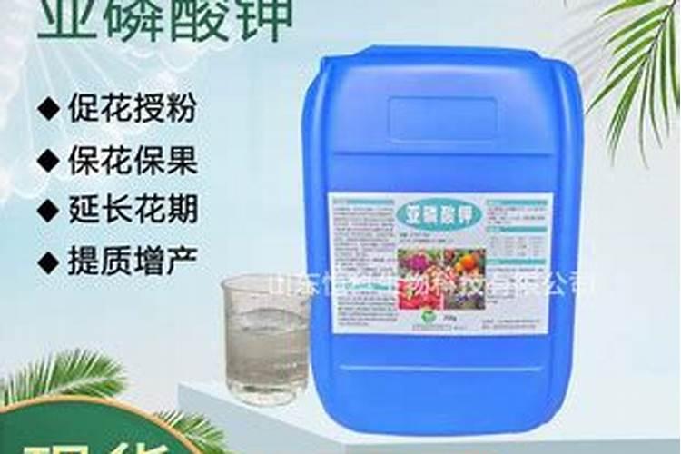 哪种肥料促进开花结果