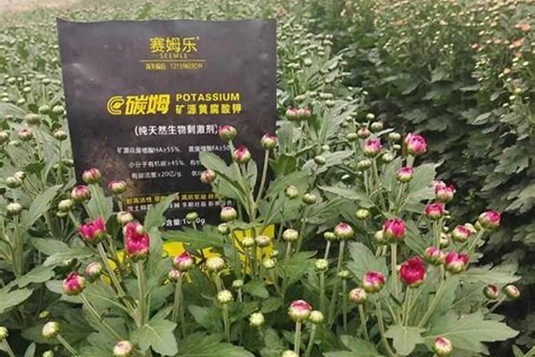 家庭种菜养花的种植土和营养土最全攻略