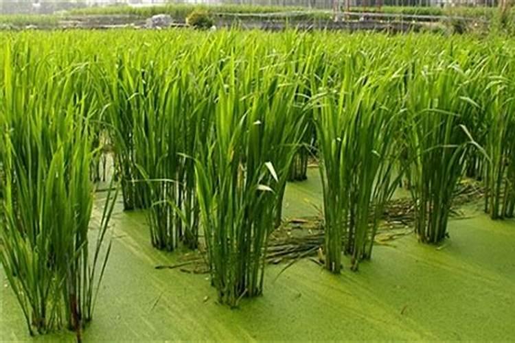 茭白施肥用尿素还是用复合肥好？