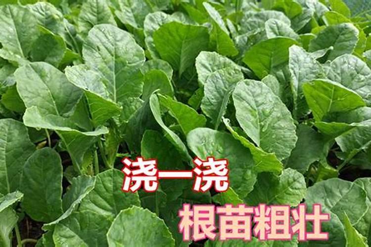 花椰菜育苗期间有哪些病虫害？该如何防治？