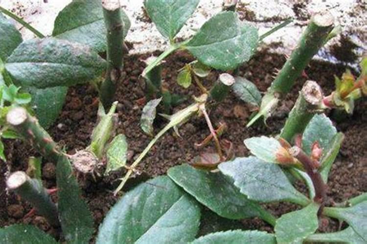 月季花最佳施肥时间是哪时候 月季花什么时候施肥好