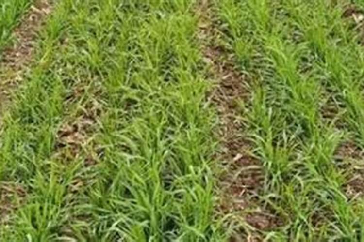 怎样施用硼肥防治小麦不稔症？