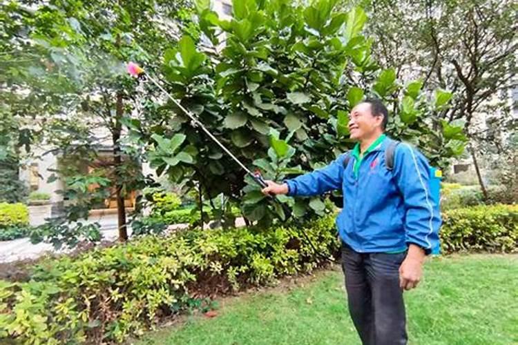 蔬菜喷叶面肥后多长时间可喷杀虫药？