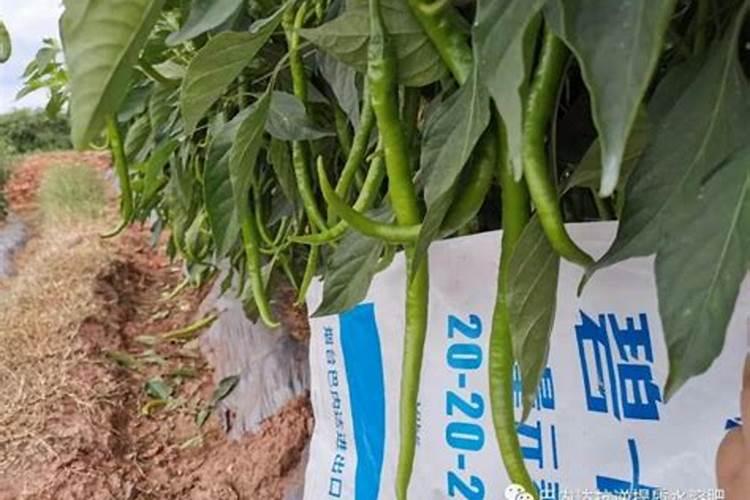 大量元素水溶肥使用方法有哪些