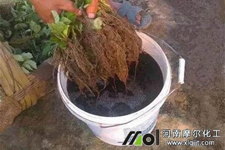 叶面肥可以灌根吗 叶面肥多长时间能吸收