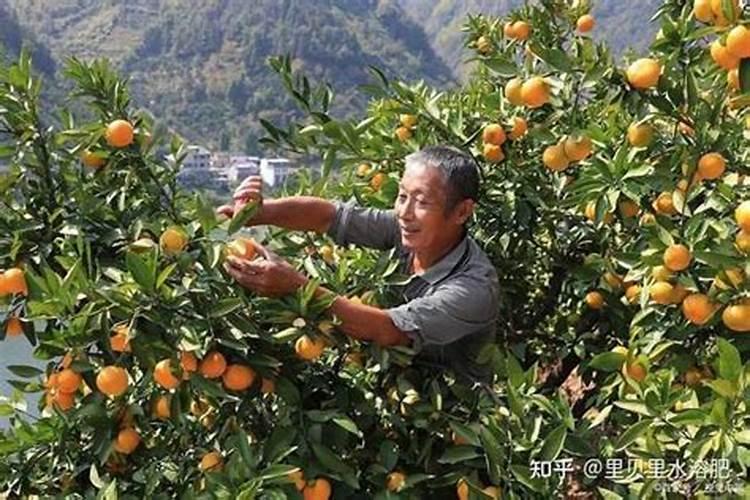 硼肥在柑橘树上的最佳使用时期