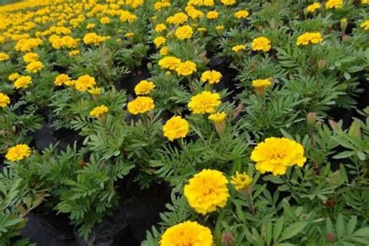 孔雀草怎么控制花期