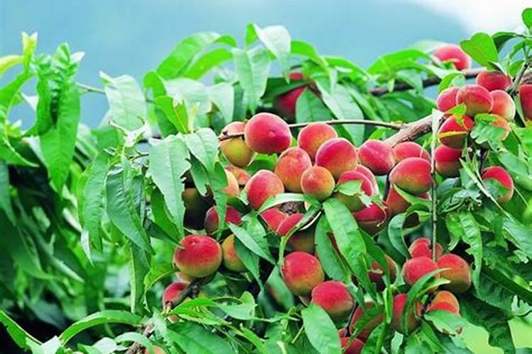 桃树能用含硫复合肥吗 施肥注意事项有哪些