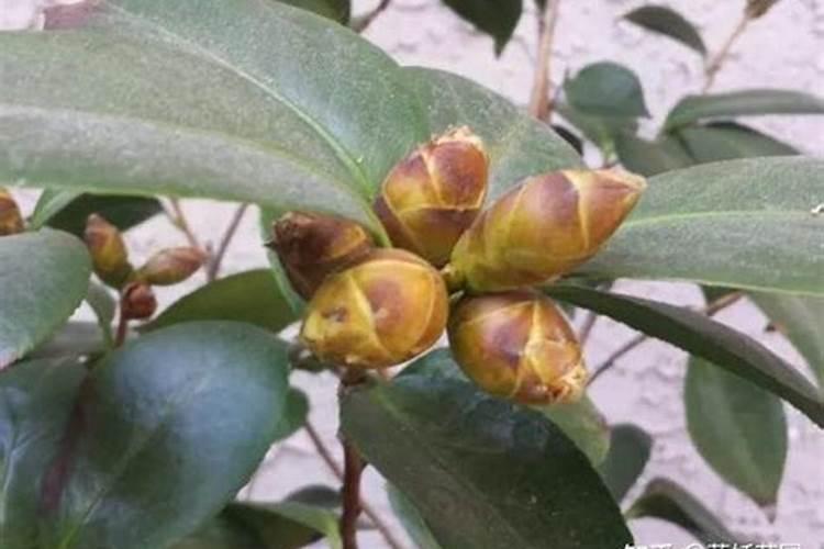 茶花打花苞时怎样施肥