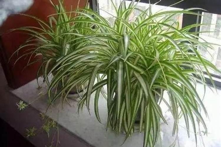 有一种草叫忘尤草,它的功效是什么？