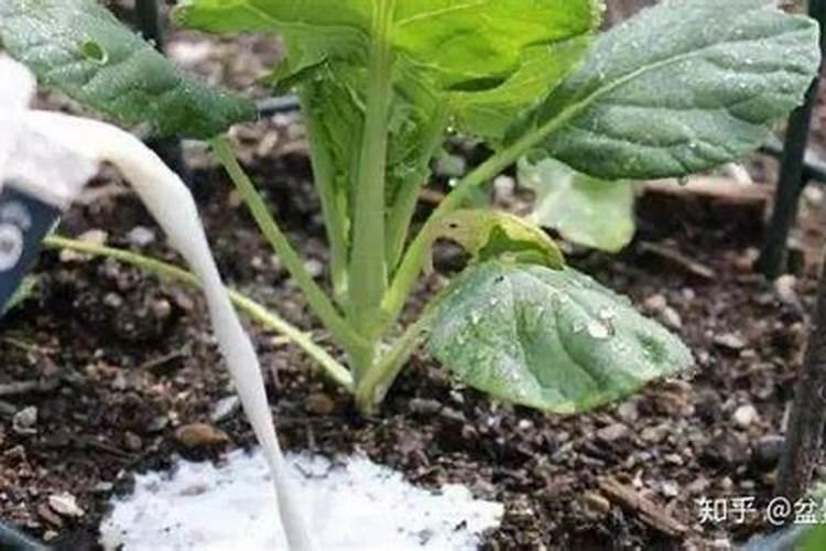 夏天施肥不能停,浇水加点料,根肥叶绿花呼呼开!
