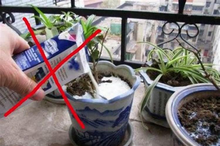 酸奶做肥料要沤多久