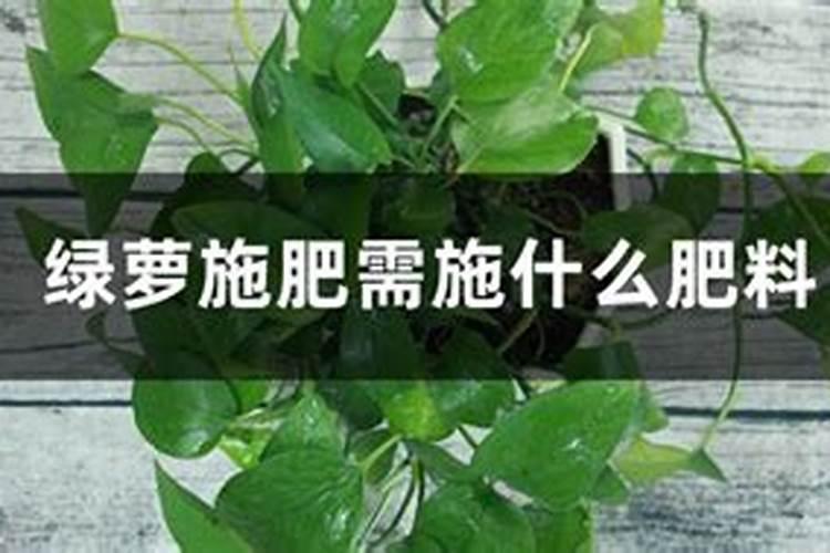 绿萝如何施肥