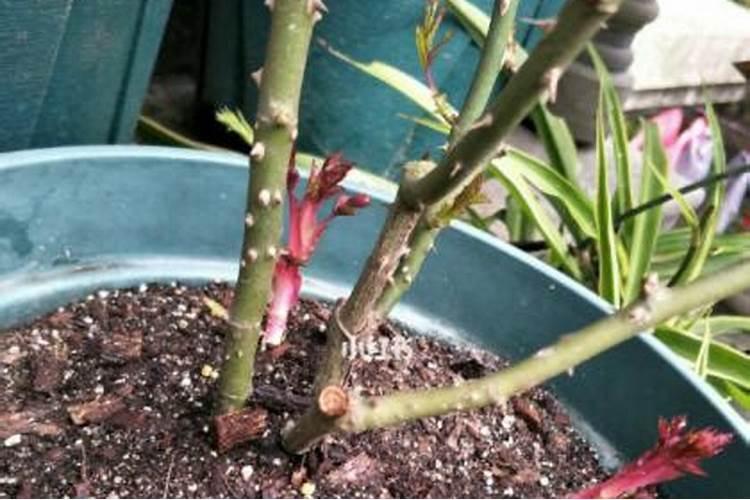 鱼蛋白水溶肥可以浇什么花？