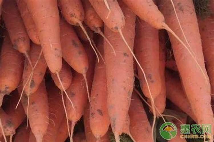 胡萝卜前期用什么肥料好 施肥注意事项
