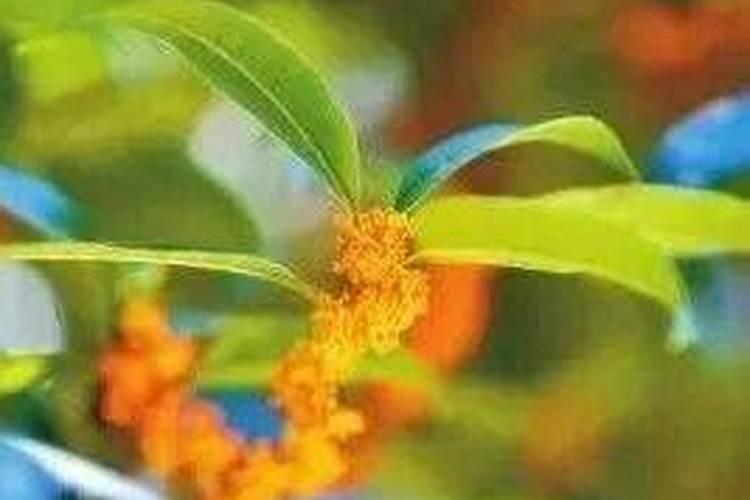 桂花树用什么肥好
