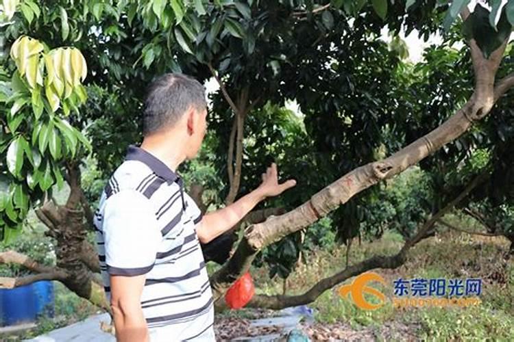 荔枝落果严重怎么补救 落果期用24D喷多少次