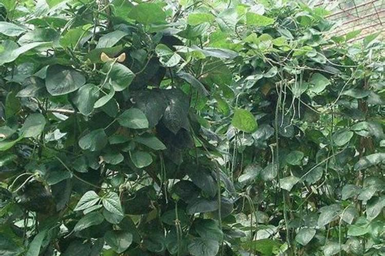 豆角冲高钾型大量元素水溶肥可以吗？
