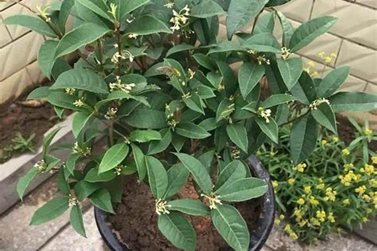 桂花花芽分化期施什么肥 桂花怎样施肥花又多又香