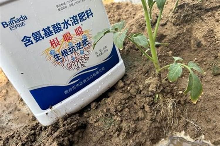 氨基酸肥料对果树是何作用,该怎样正确使用？