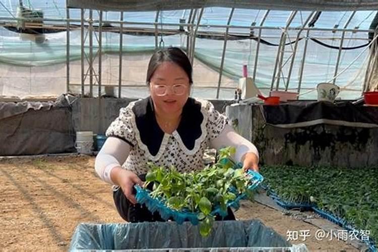 果树用铵基酸哪个好