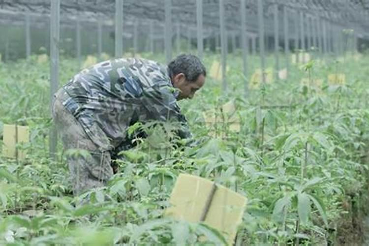 ...杨梅膨果时期使用硼肥能增加种子的饱满程度吗