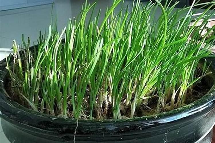 韭菜用什么肥料长得又肥又壮 肥料过多怎么办