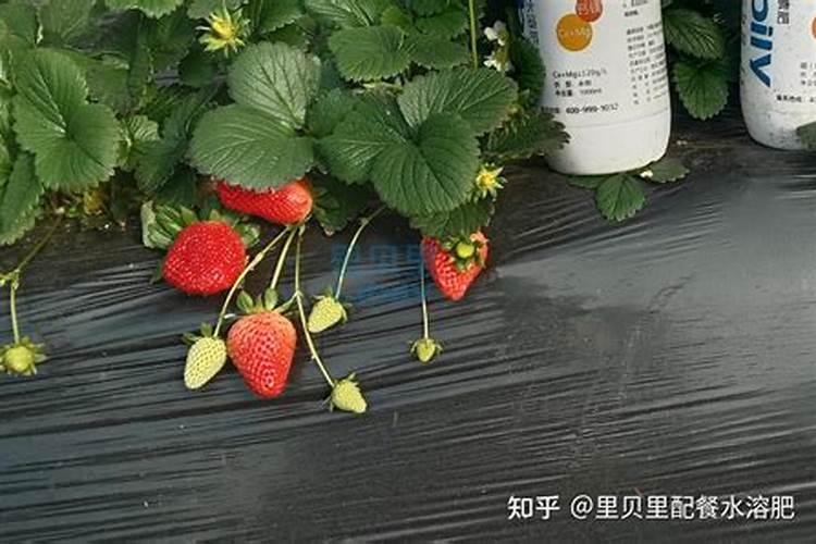 草莓施肥技巧
