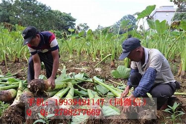 种植芋头需要用什么肥料最好(栽培芋头施什么肥产量高)