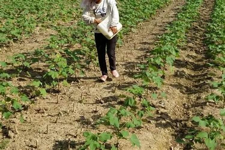 棉花怎么使用叶面肥 棉花施肥方法介绍