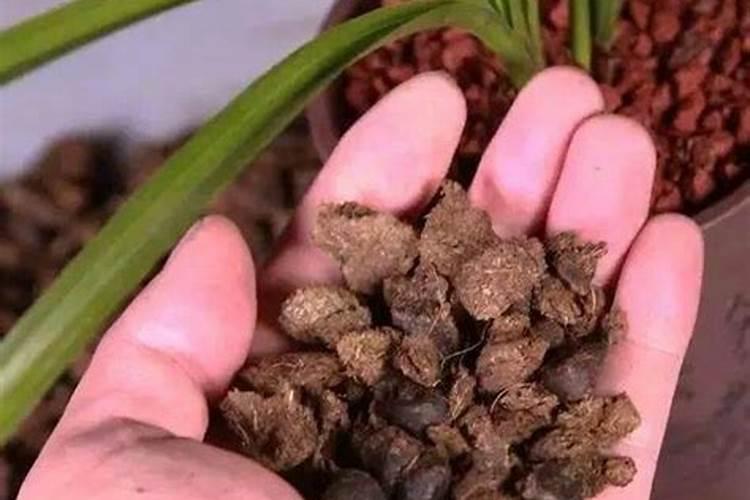植物施肥过多烧根了怎么办