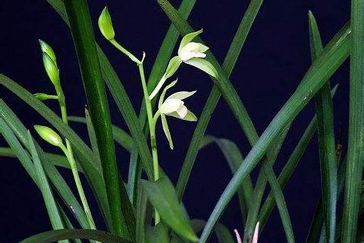 建兰什么季节施肥