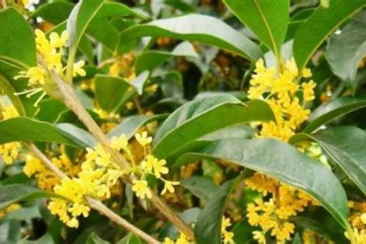 春季桂花如何用肥才能更快生长？