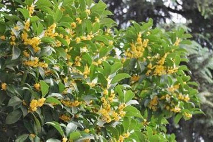 春季桂花如何施肥