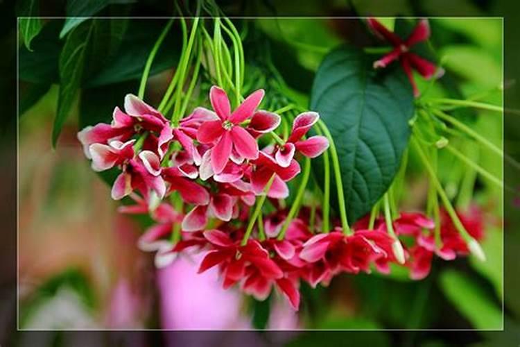使君子花期