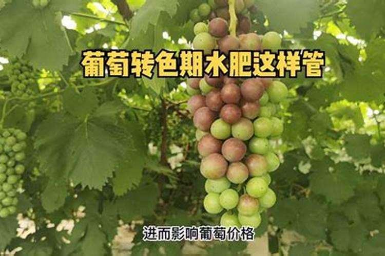 钾肥的作用是什么 钾肥的种类