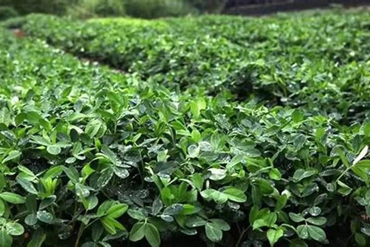 花生叶面肥用什么高产 什么时候施肥好