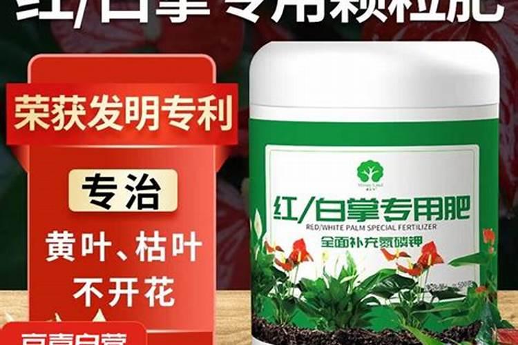红掌用什么肥料最好